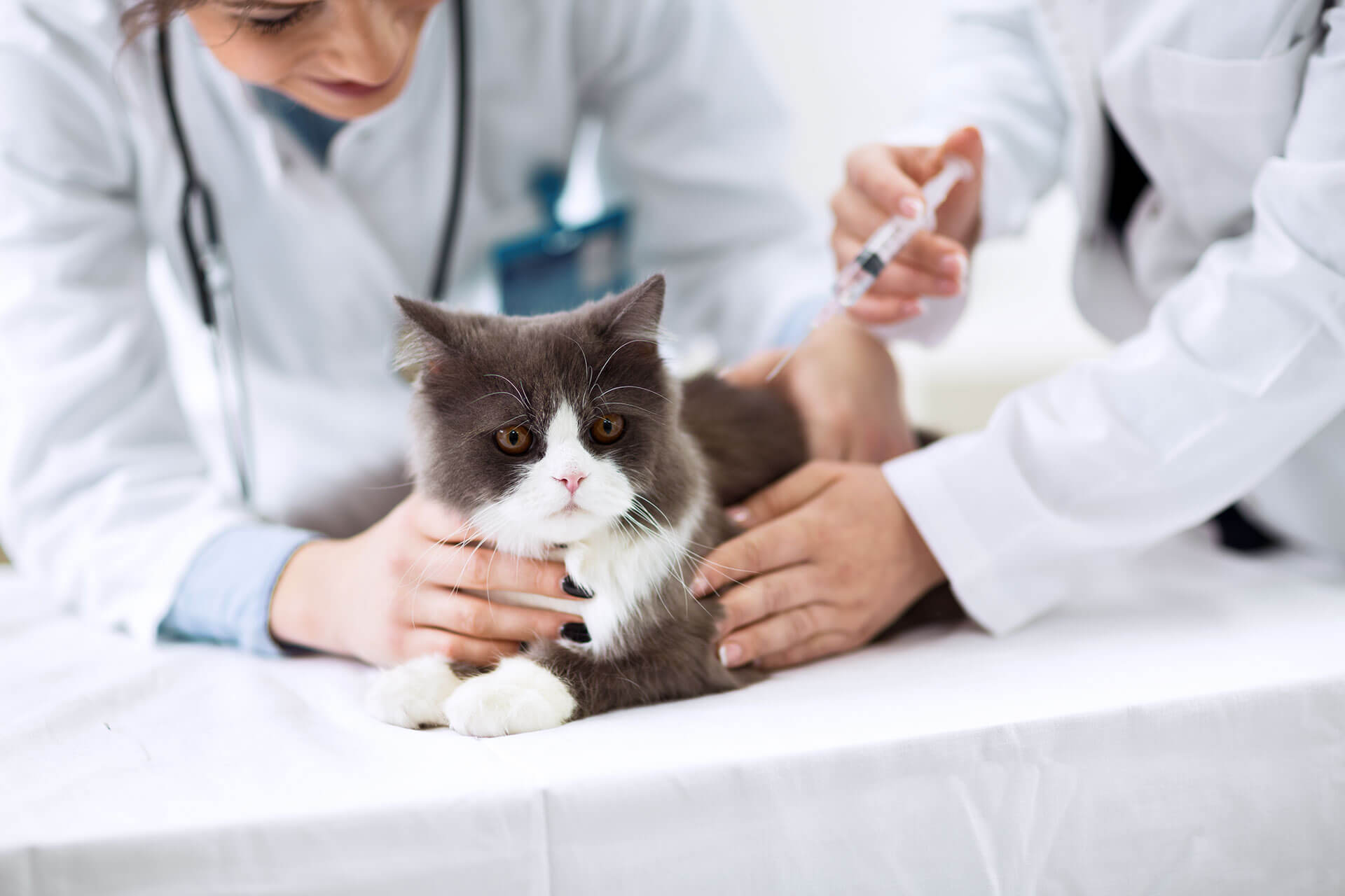 How Much Does It Cost To Get A Cat Chipped Cat Lovster