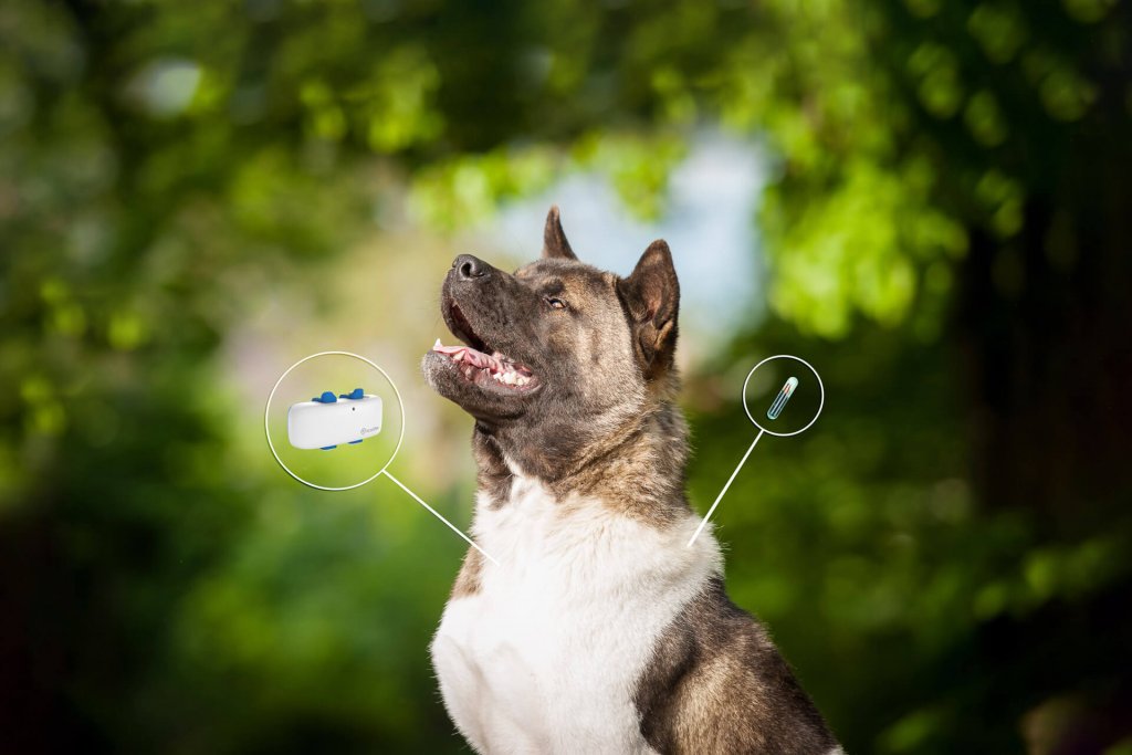 Hund chippen Mikrochip vs. GPS Tracker Tractive Blog