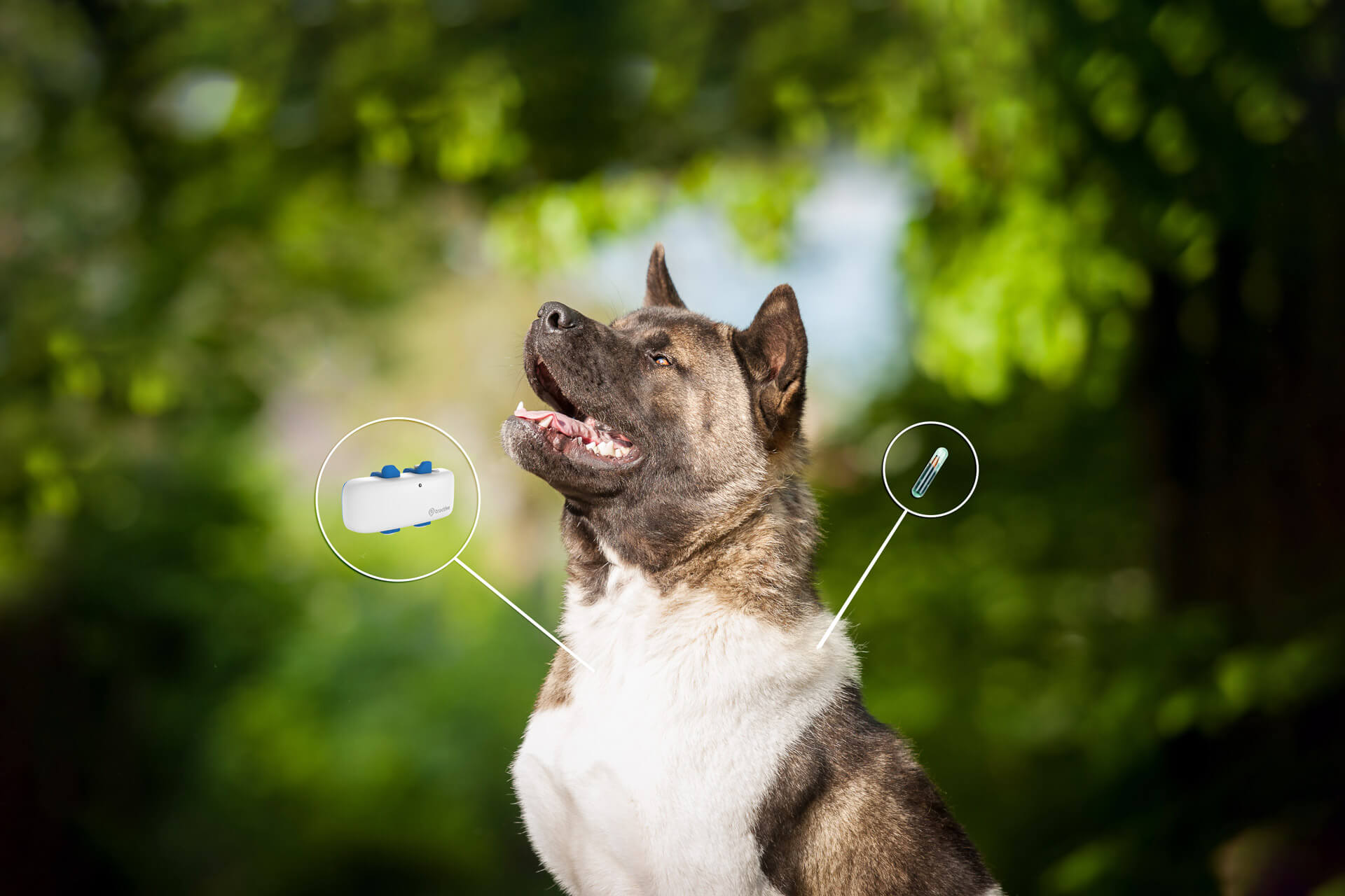 Do You Have To Register Your Dogs Microchip