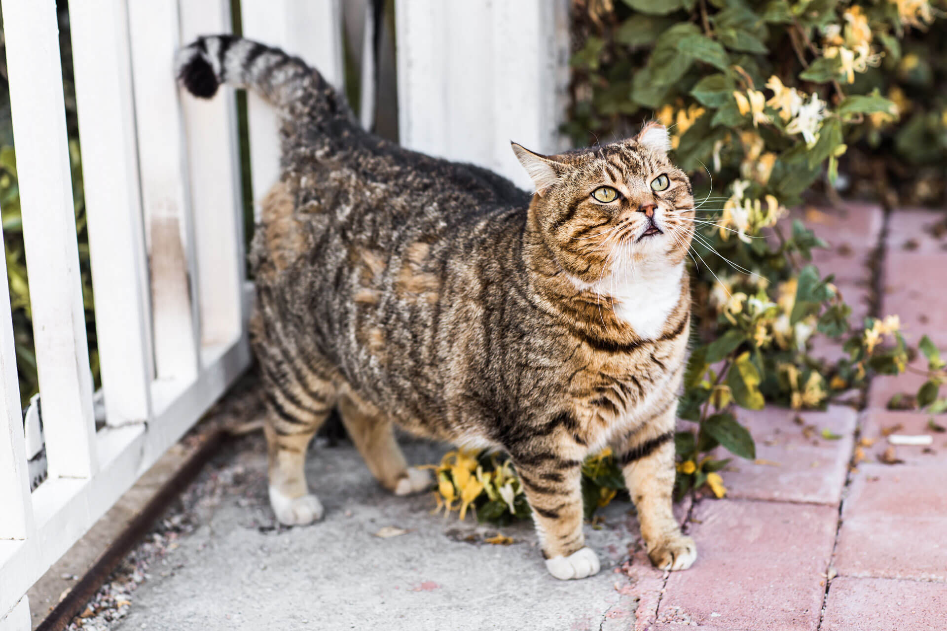 Overweight Cat Causes & Solutions for Your Cat's Health