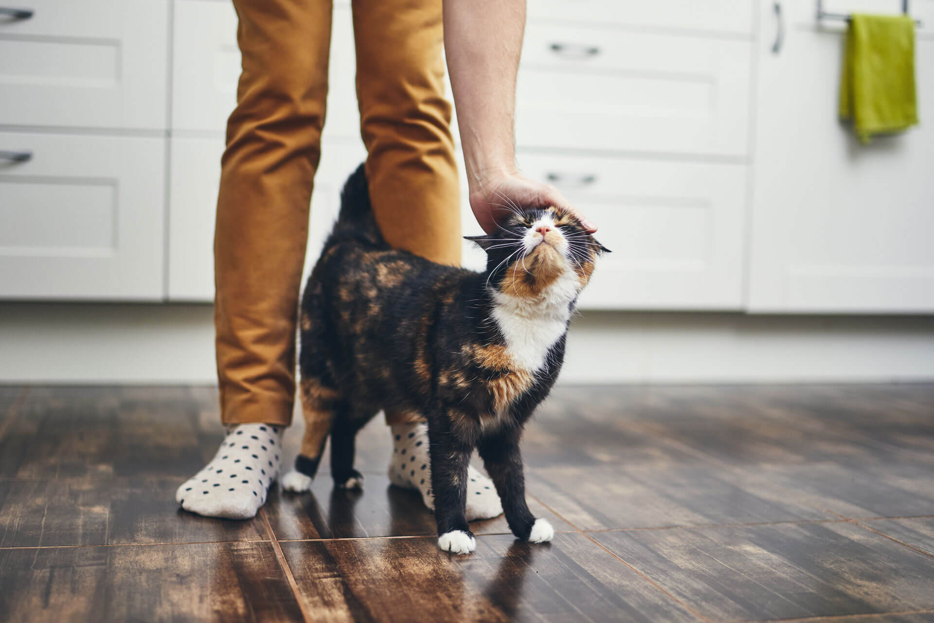 What Does it Mean When Your Cat Rubs Up Against You? Flipboard