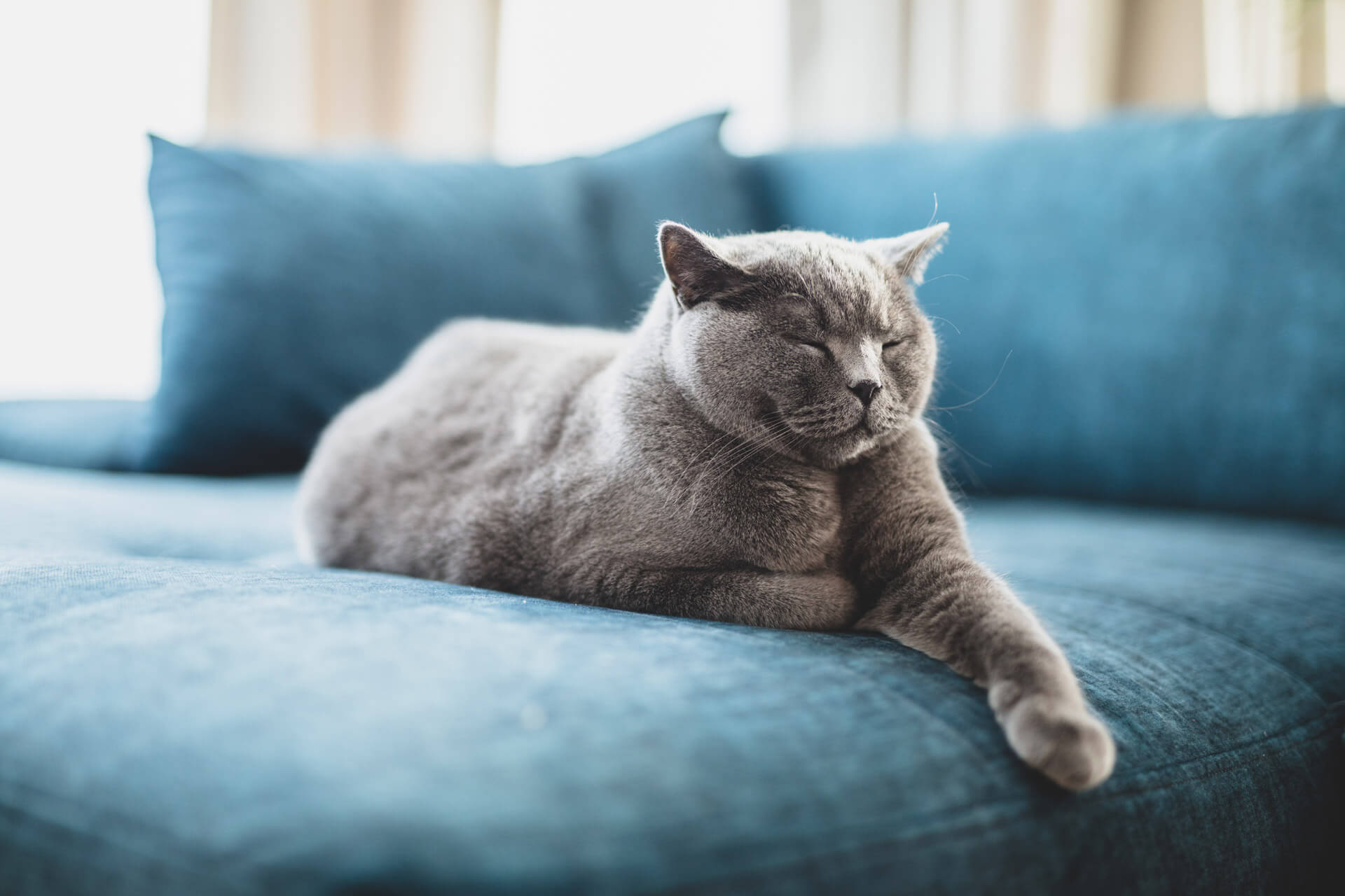 Why Do Cats Sleep So Much? And How To Monitor Their Sleep?