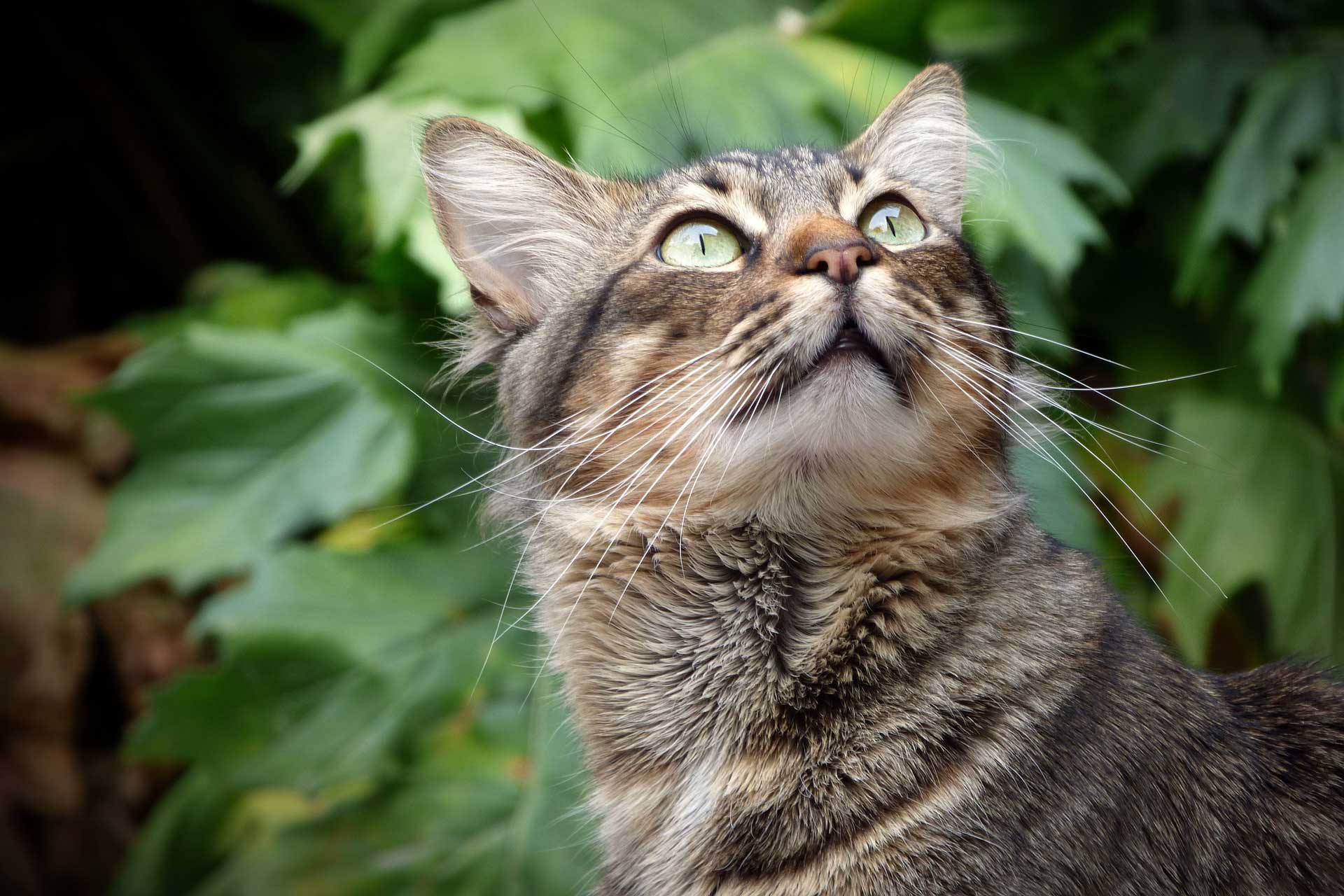 Deine Katze frisst Gras? Gründe dafür und was du tun