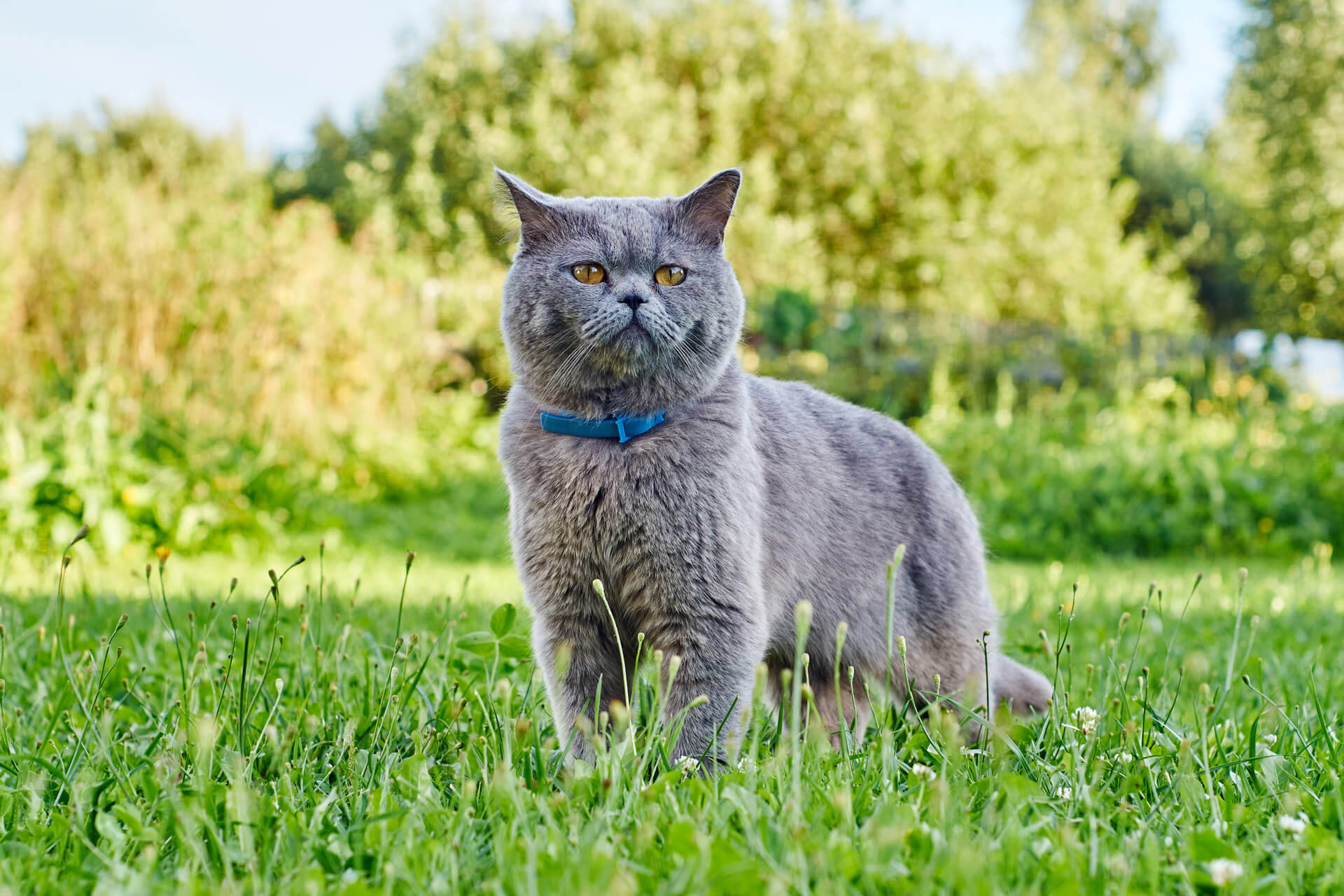 Cómo acostumbrar a un gato al collar en 3 pasos Tractive