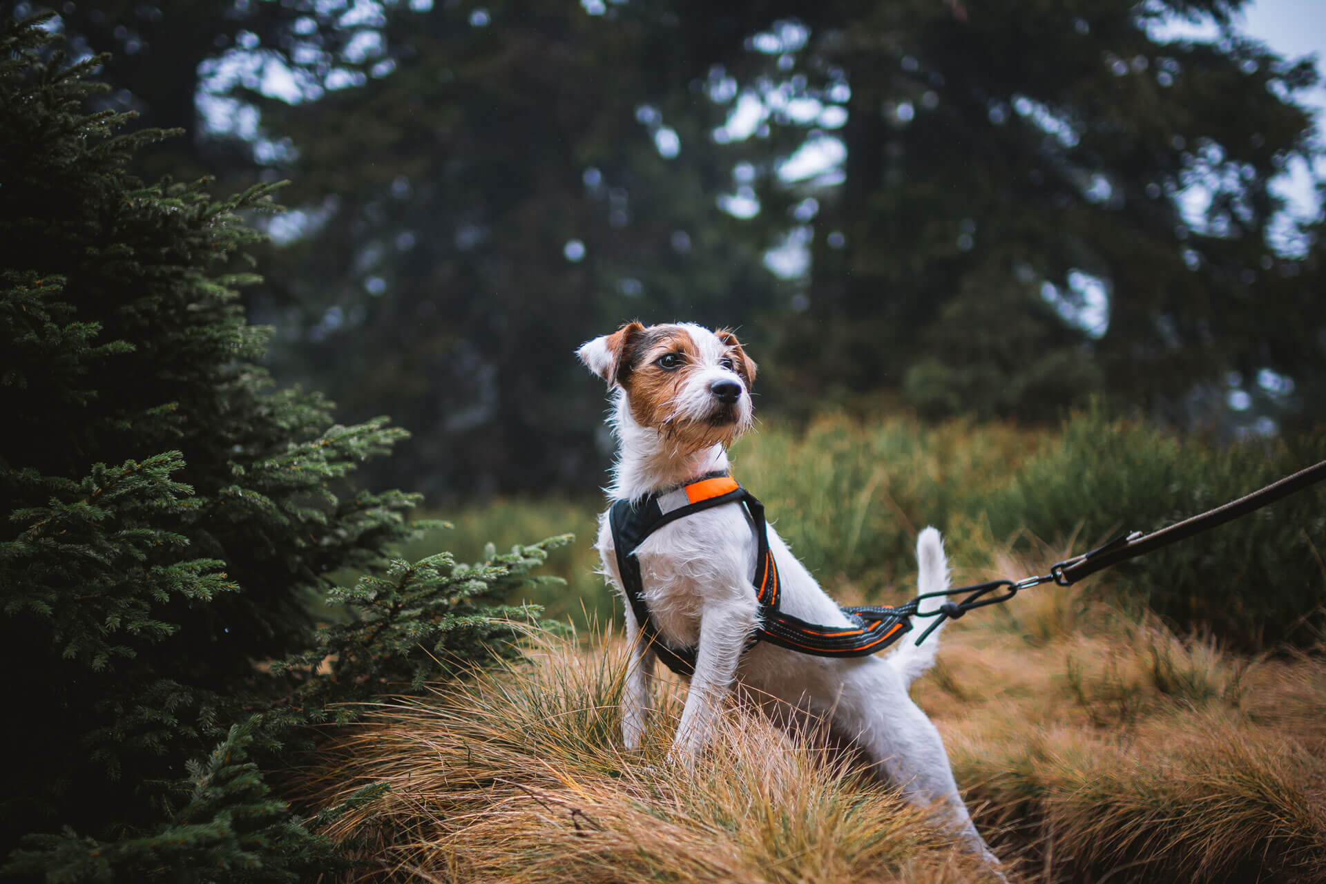 How To Put On A Dog Harness