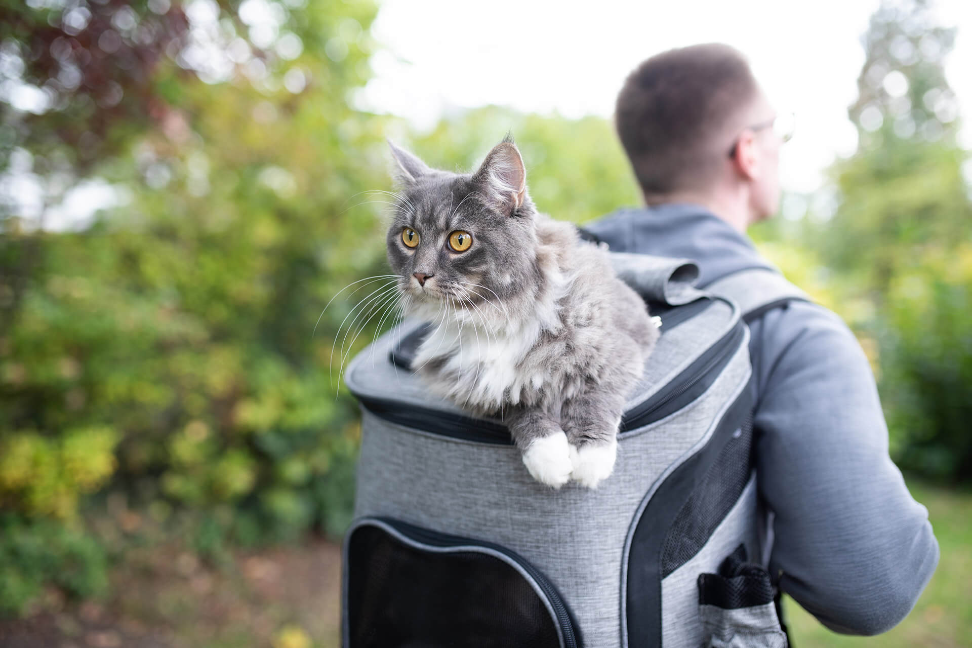 How To Hike With A Cat (Yes, Seriously) Tractive