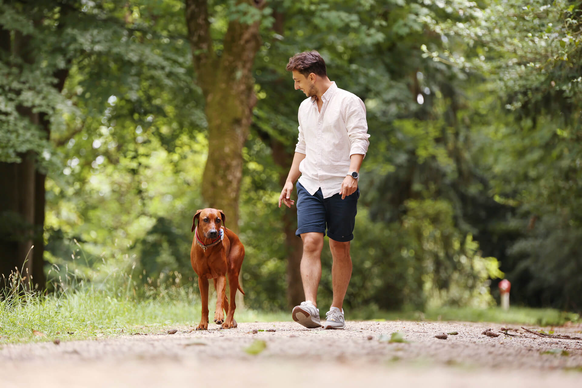 10 Reasons to Get Your Dog a GPS Tracking Device Tractive