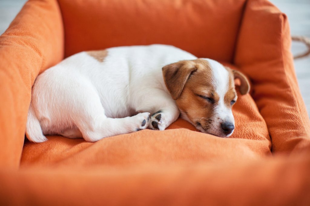 Why Do Puppies Sleep On Their Backs