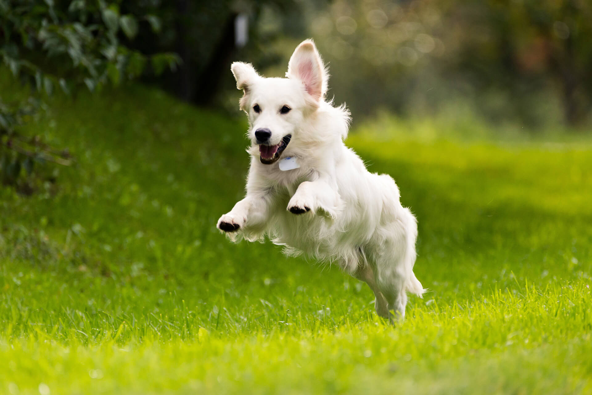 If Your Dog Keeps Running Away, Try These Tips Tractive