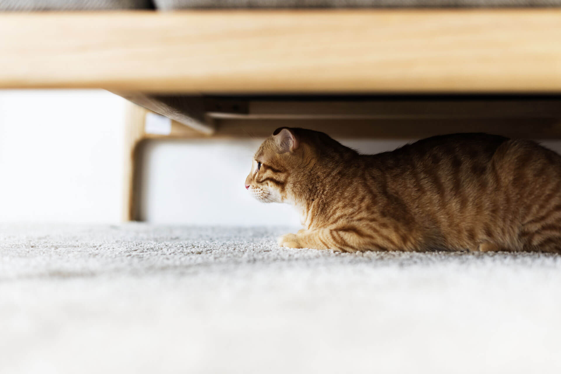 Why Is Your Cat Hiding? Find Out Why Cats Hide Tractive