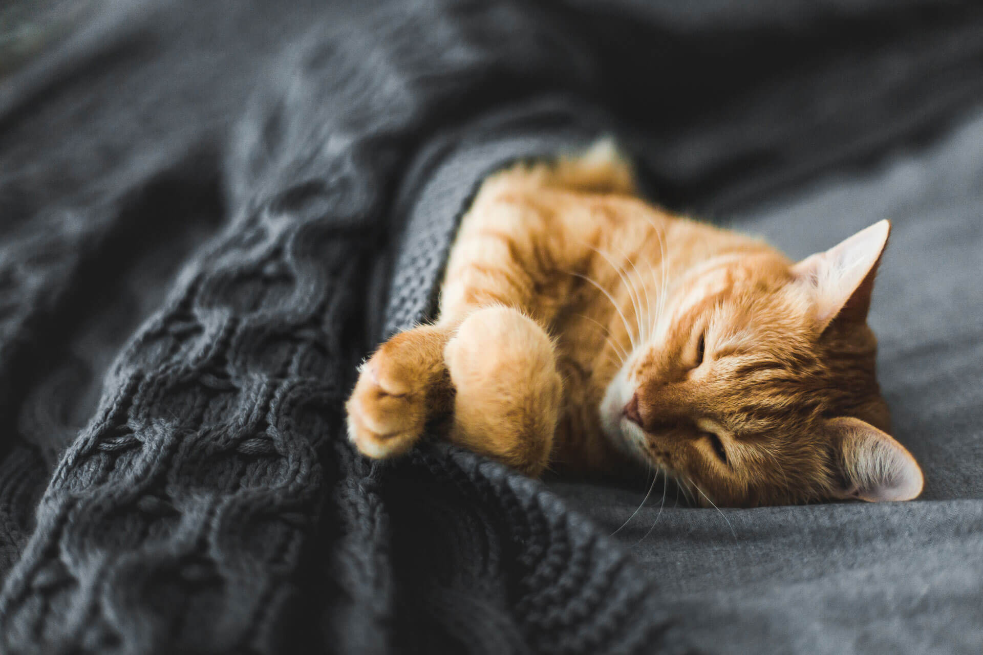 9 Cat Sleeping Positions & Their Meaning Revealed Tractive