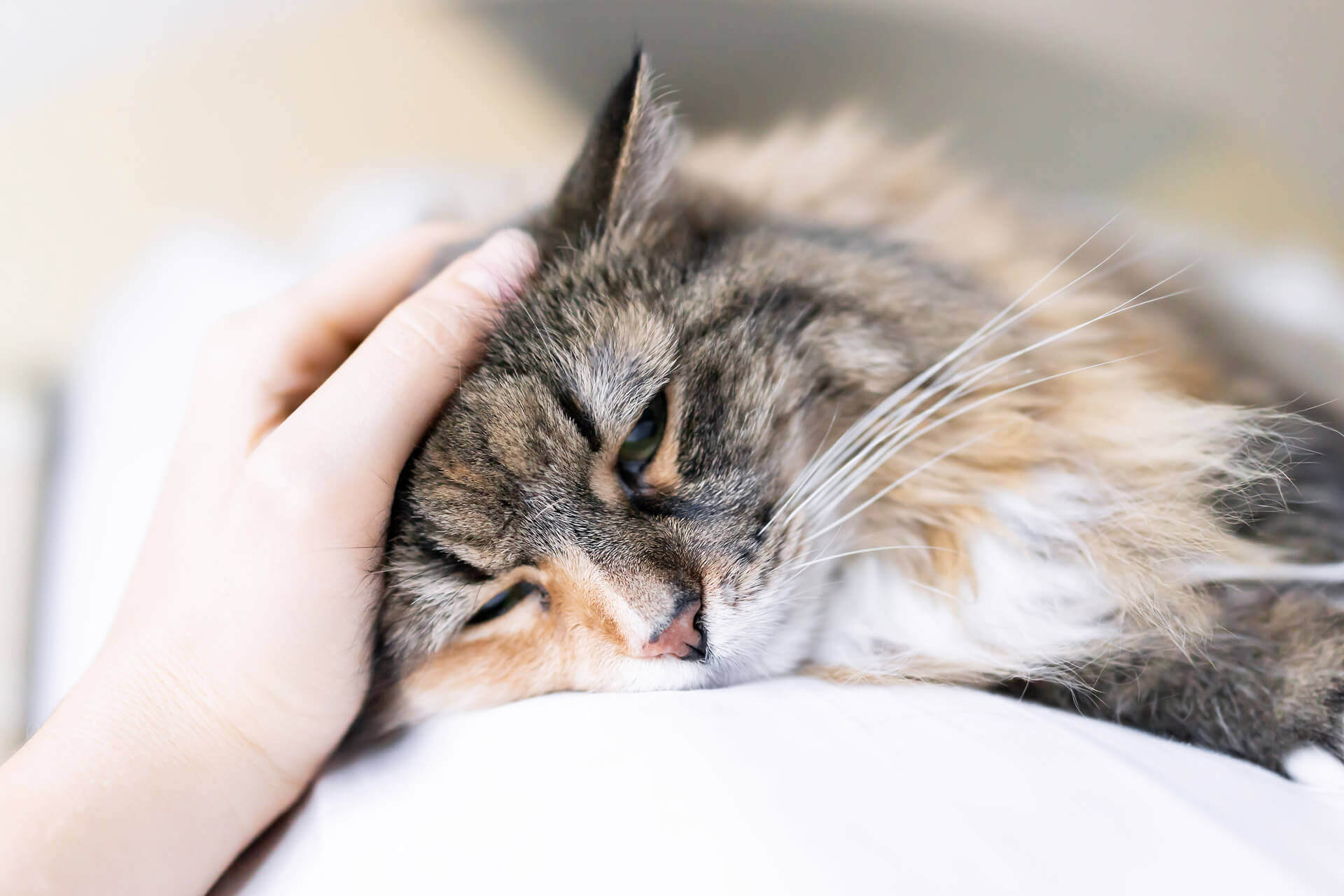 Cat Sneezing? Here's What It Could Mean Tractive