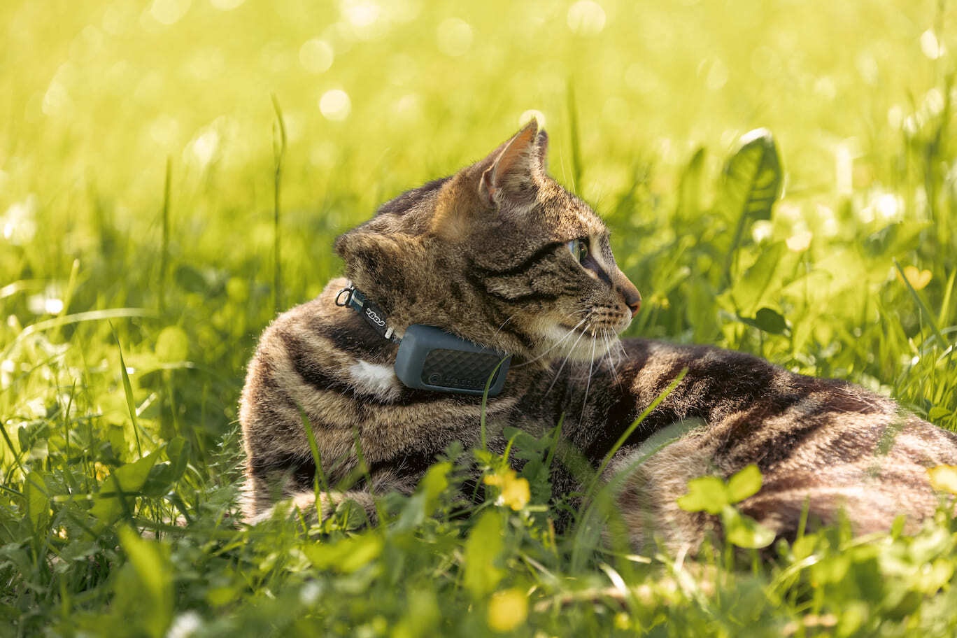 Top Tips for Traveling by Car with a Cat Tractive