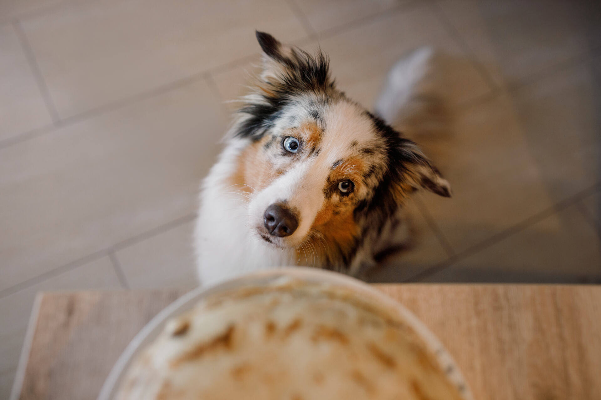 Why Is My Dog Always Hungry? The 11 Main Reasons Tractive