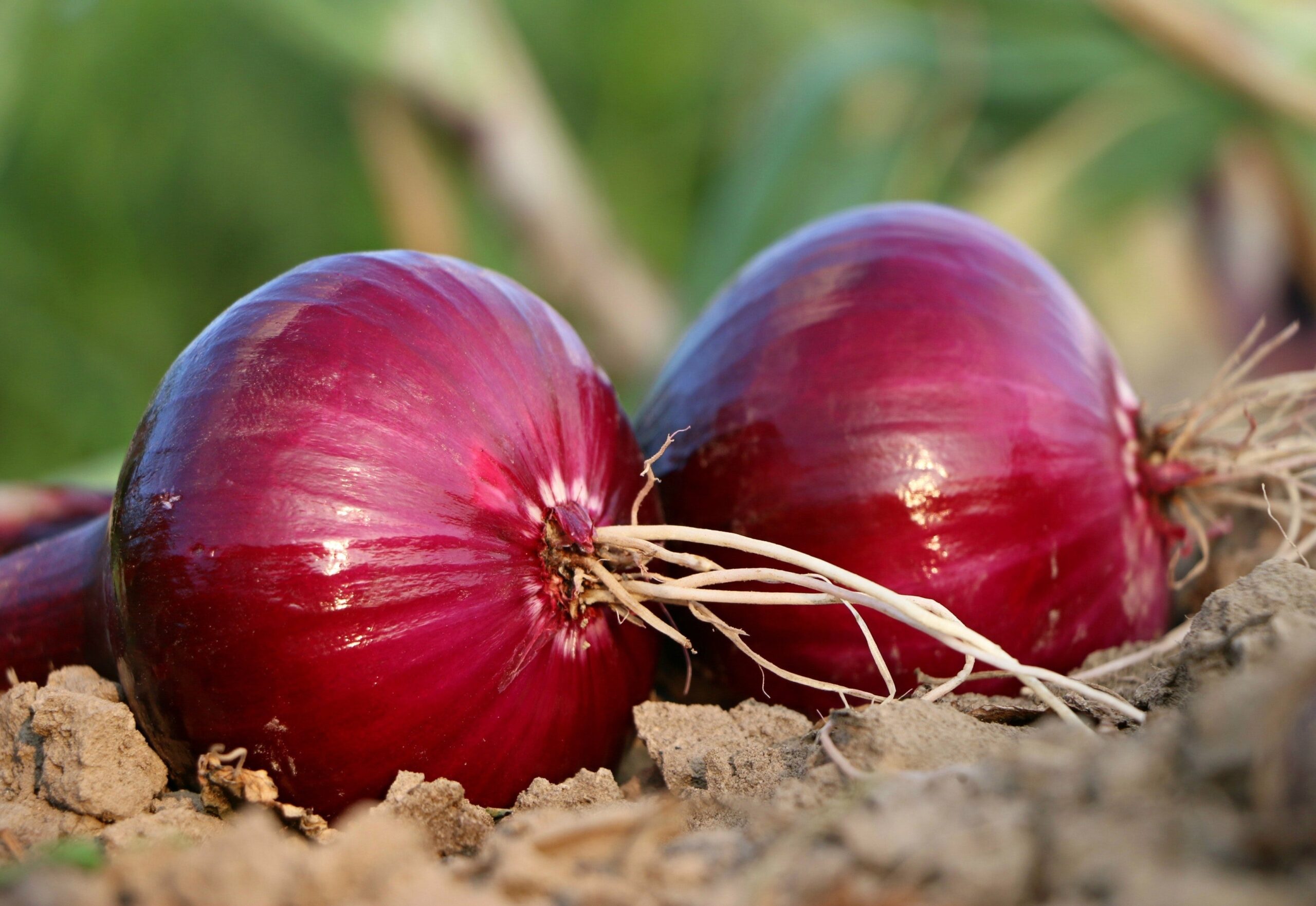 Onion Crop Production in India Onion Farming Techniques and Tips