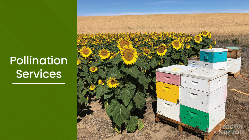 What is Apiculture Importance, Types & Benefits