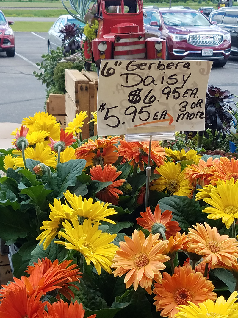 A Visit to Amish Country Augusta, WI Tracy Fredrychowski, Author