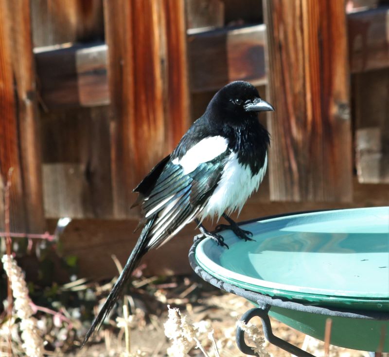 Two magpies Tracy Abell