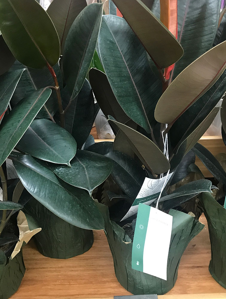Seen at Trader Joe’s RUBBER PLANTS (Ficus Elastica) for sale Trader