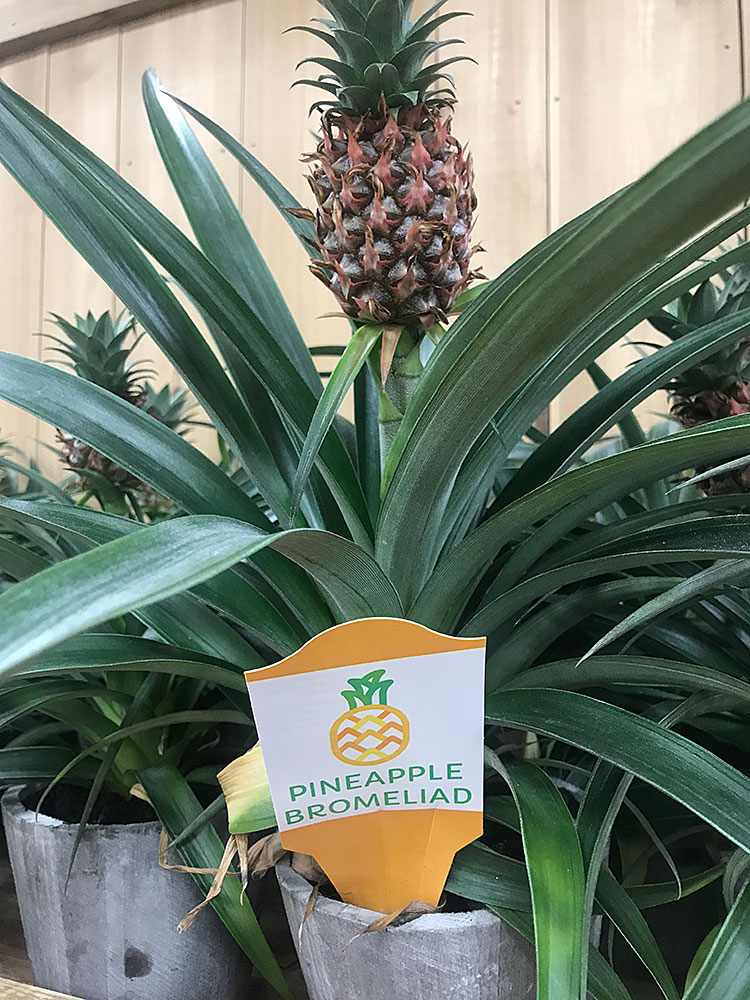 Seen at Trader Joe’s PINEAPPLE PLANTS (baby so cute!) Trader Joe’s