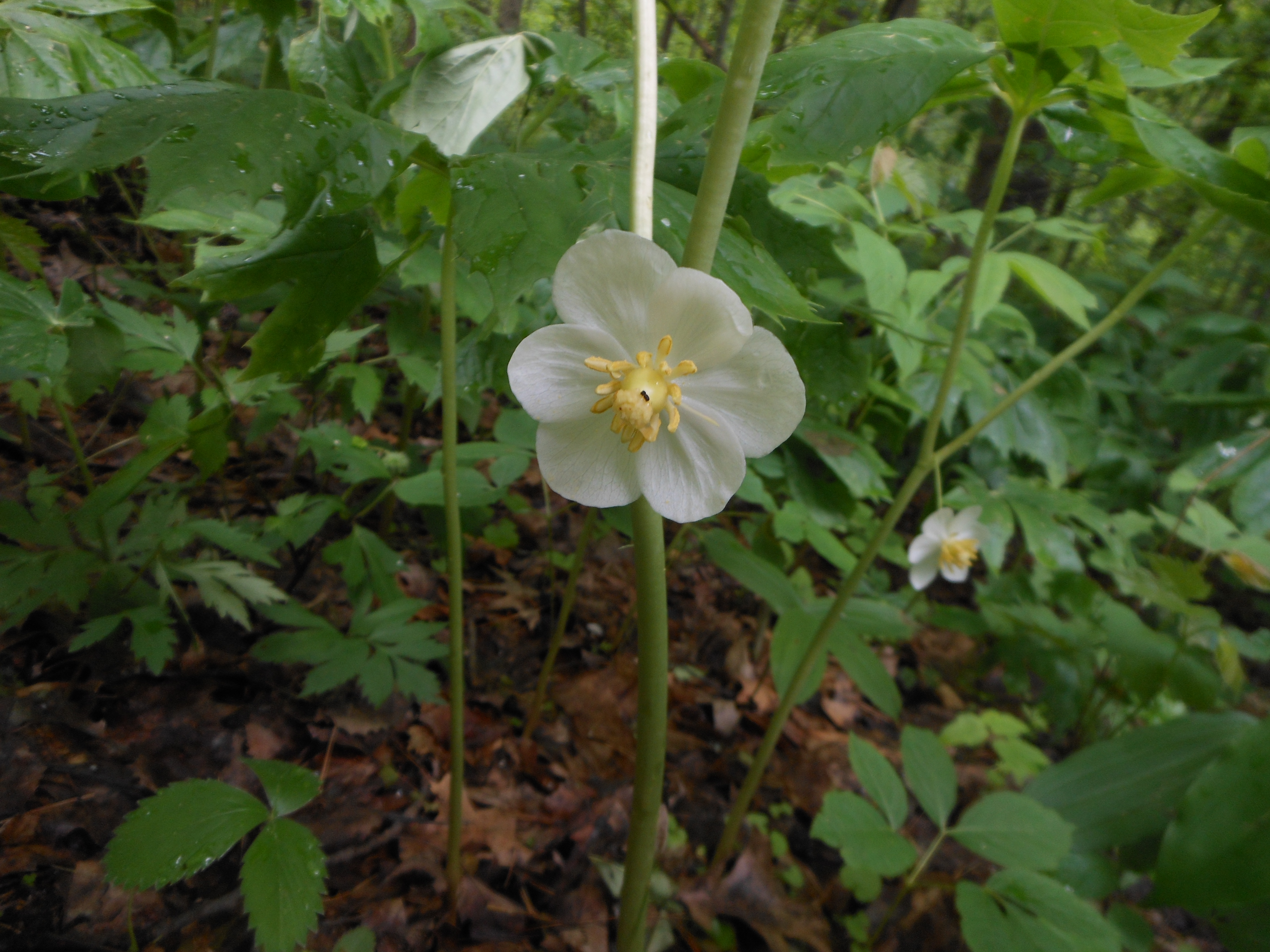 Mayapple Podophyllum peltatum