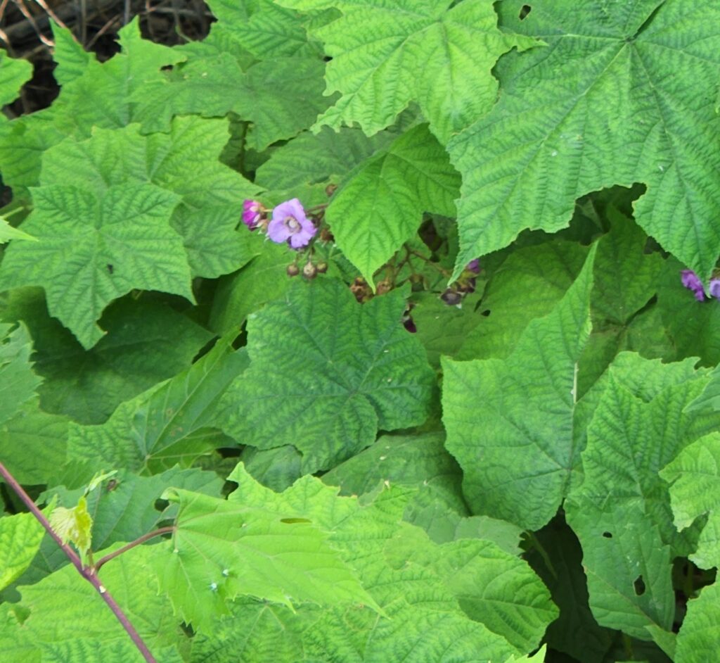 Purple Flowering Raspberry