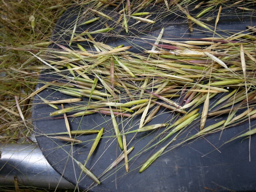 Wild rice forecast looks promising, despite decadeslong decline