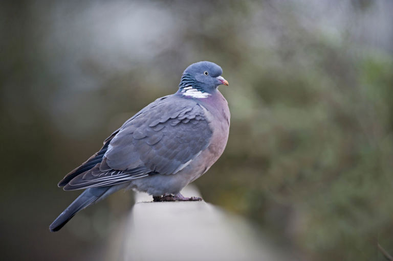 Urban legend claiming birds explode if you feed them rice put to the