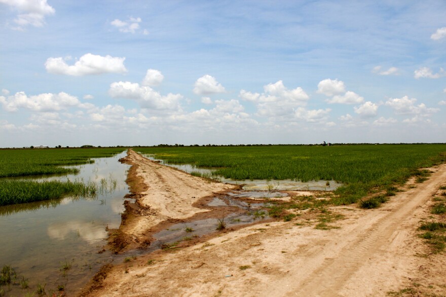 Texas rice farmers face another year without Colorado River water