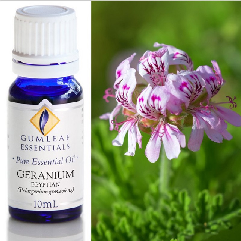 Geranium Egyptian Essential Oil Trading Tree