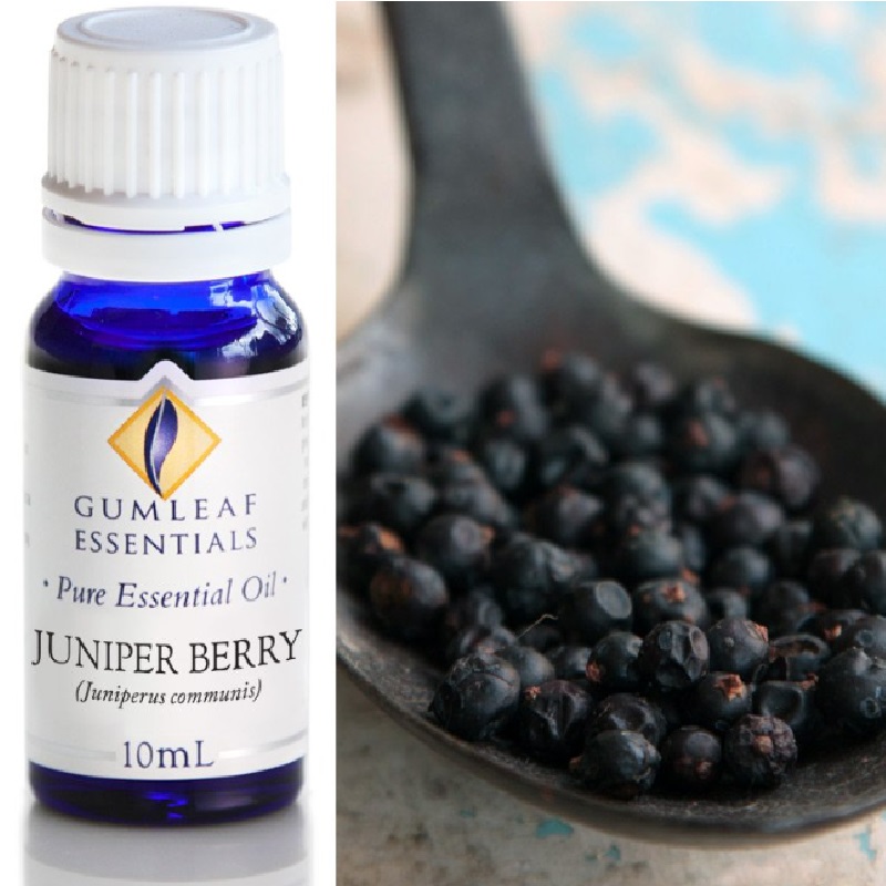 Juniper Berry Essential Oil Trading Tree