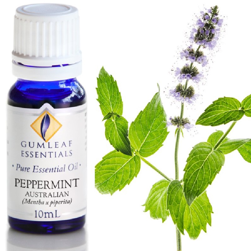 Peppermint Australian Essential Oil Trading Tree