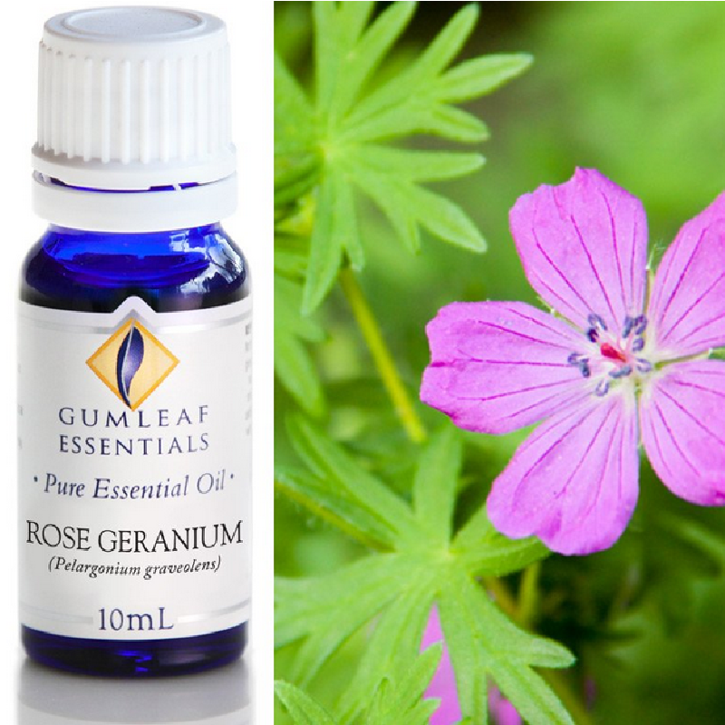 Rose Geranium Essential Oil Trading Tree