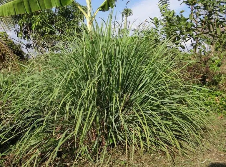 Citronella Grass vs Lemongrass (The Key Differences)