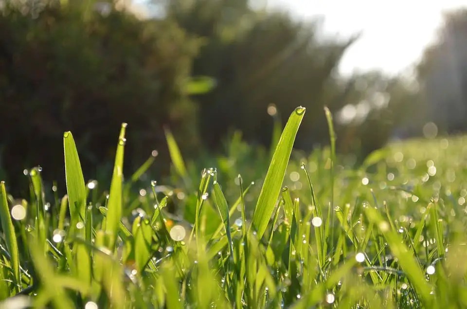 How To Bring Back Dead St. Augustine Grass