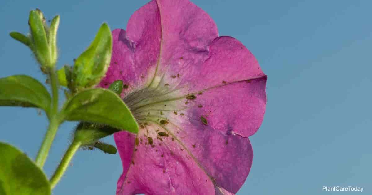 What is Eating my Petunias?