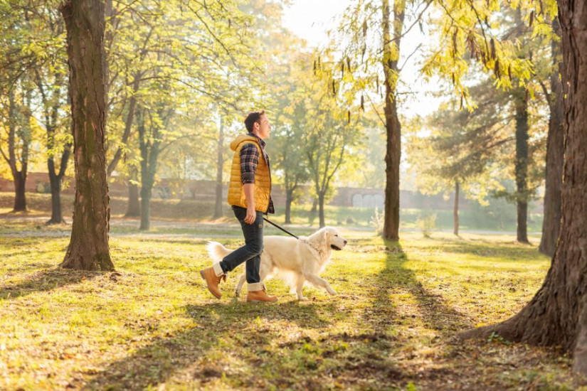 Walking Safety Tips With Your Pets