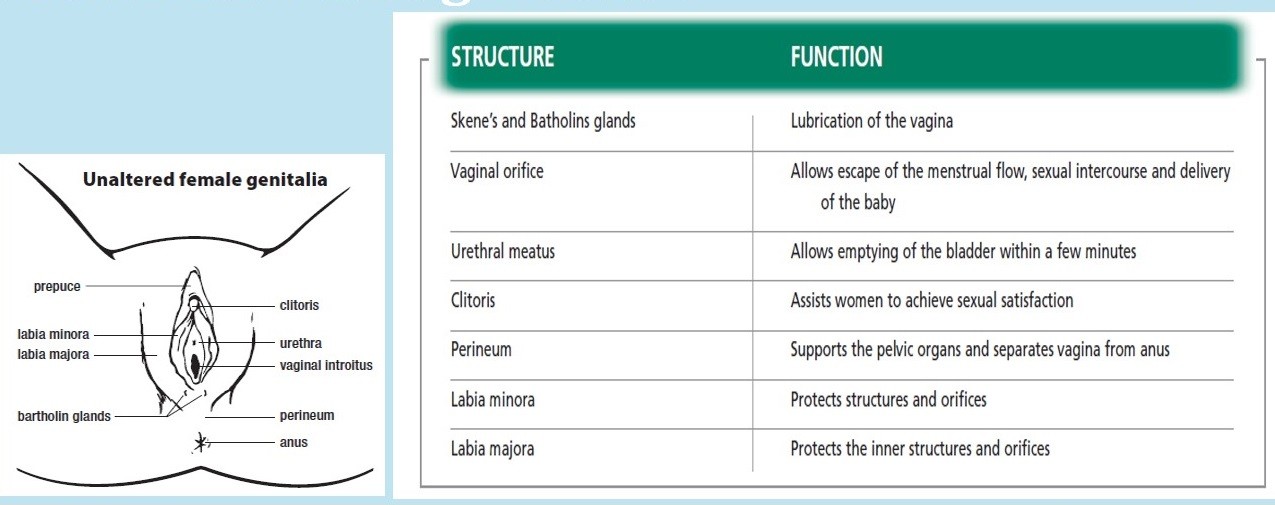 Structure and functions of the normal female external genitalia TRAILBLAZER INITIATIVE NIGERIA