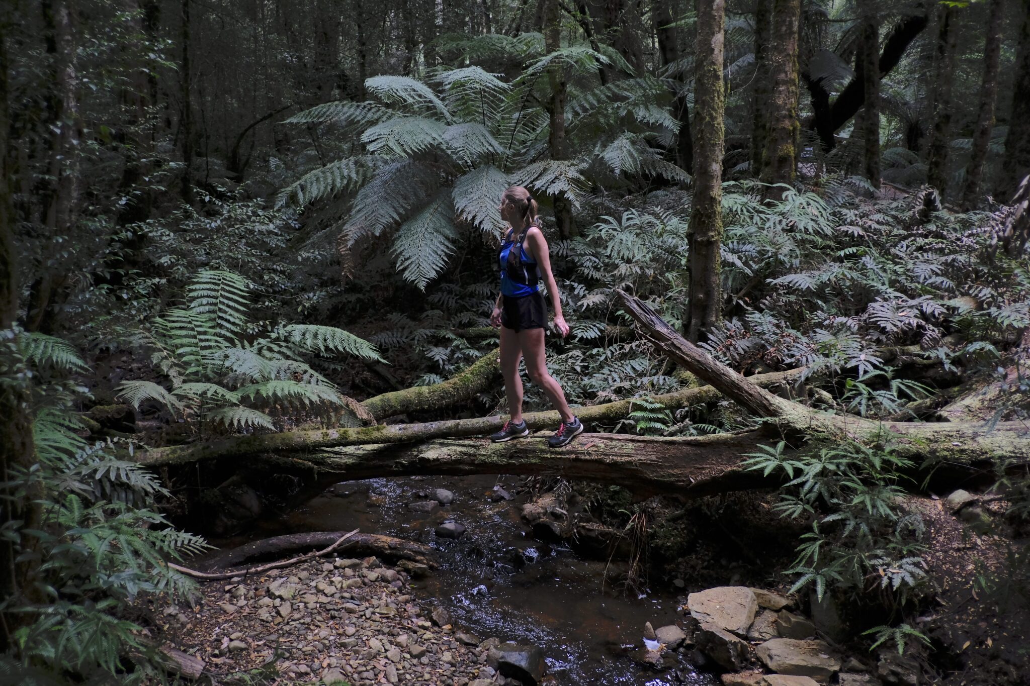 TO BE RESCHEDULED Saturday 7/8/21 Toolangi Mt St Leonard 22km 979m