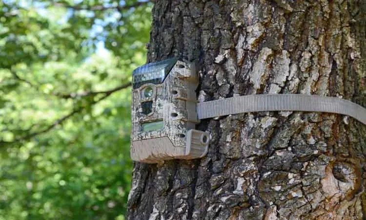 Best Deer Camera Reviews & Buying Guide in 2021
