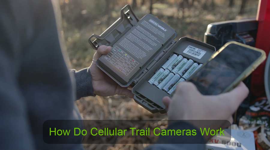 How Do Cellular Trail Cameras Work?