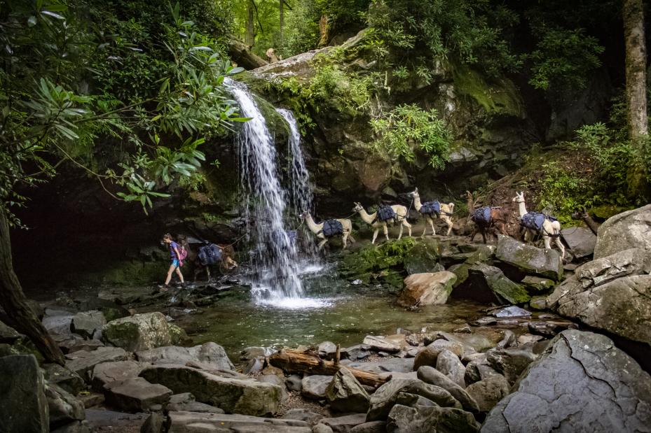 14 Best Hikes In the Great Smoky Mountains