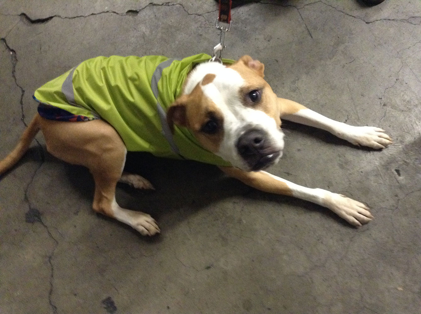 DIY Dog Rain Jacket Trails' Guide