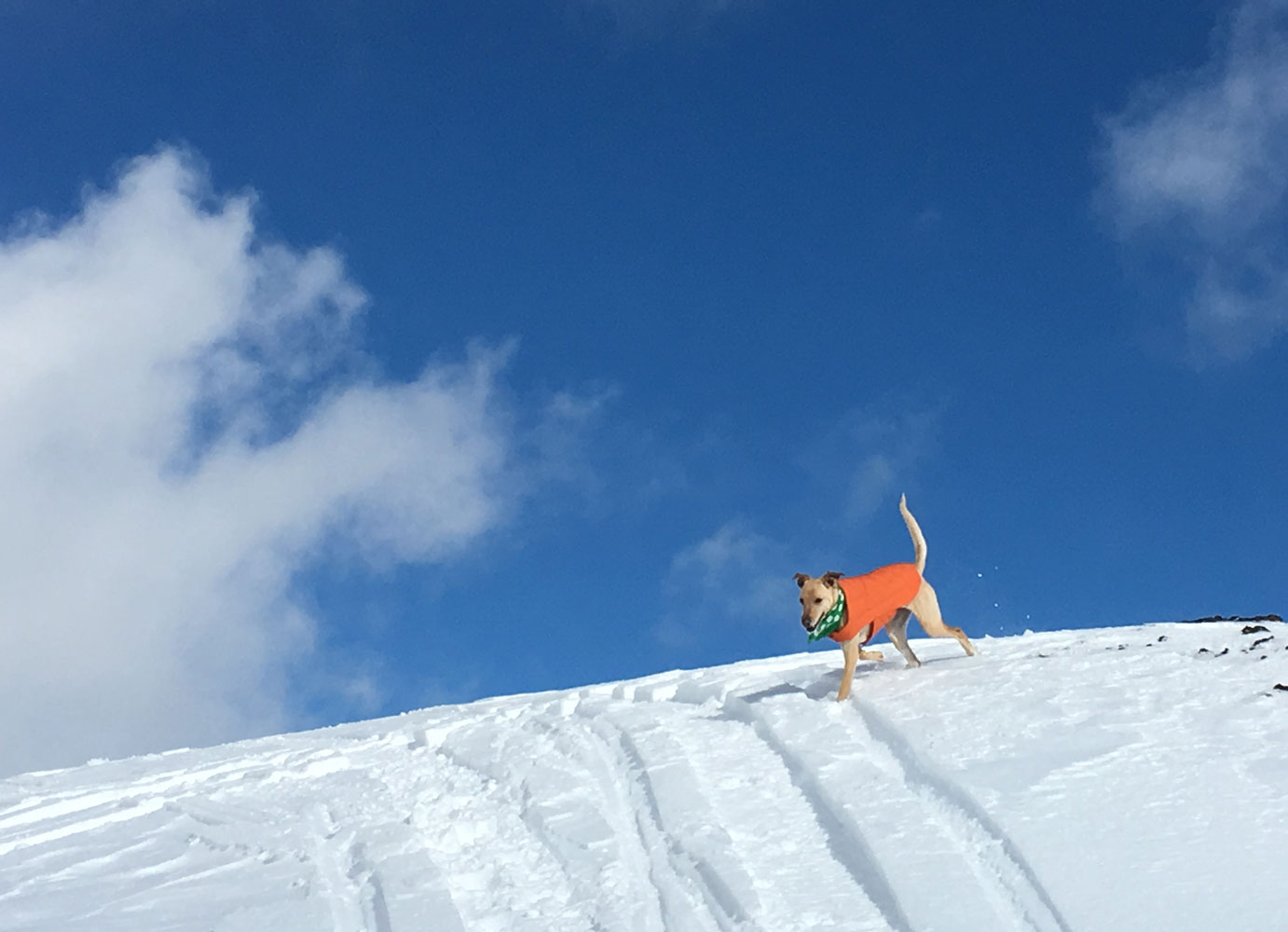 Powder Hound Trails' Guide