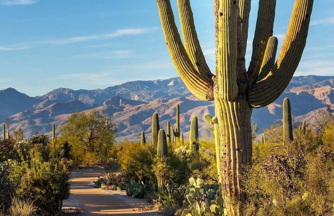 Experience Desert Beauty 20 Top Hiking Trails to Explore in Tucson
