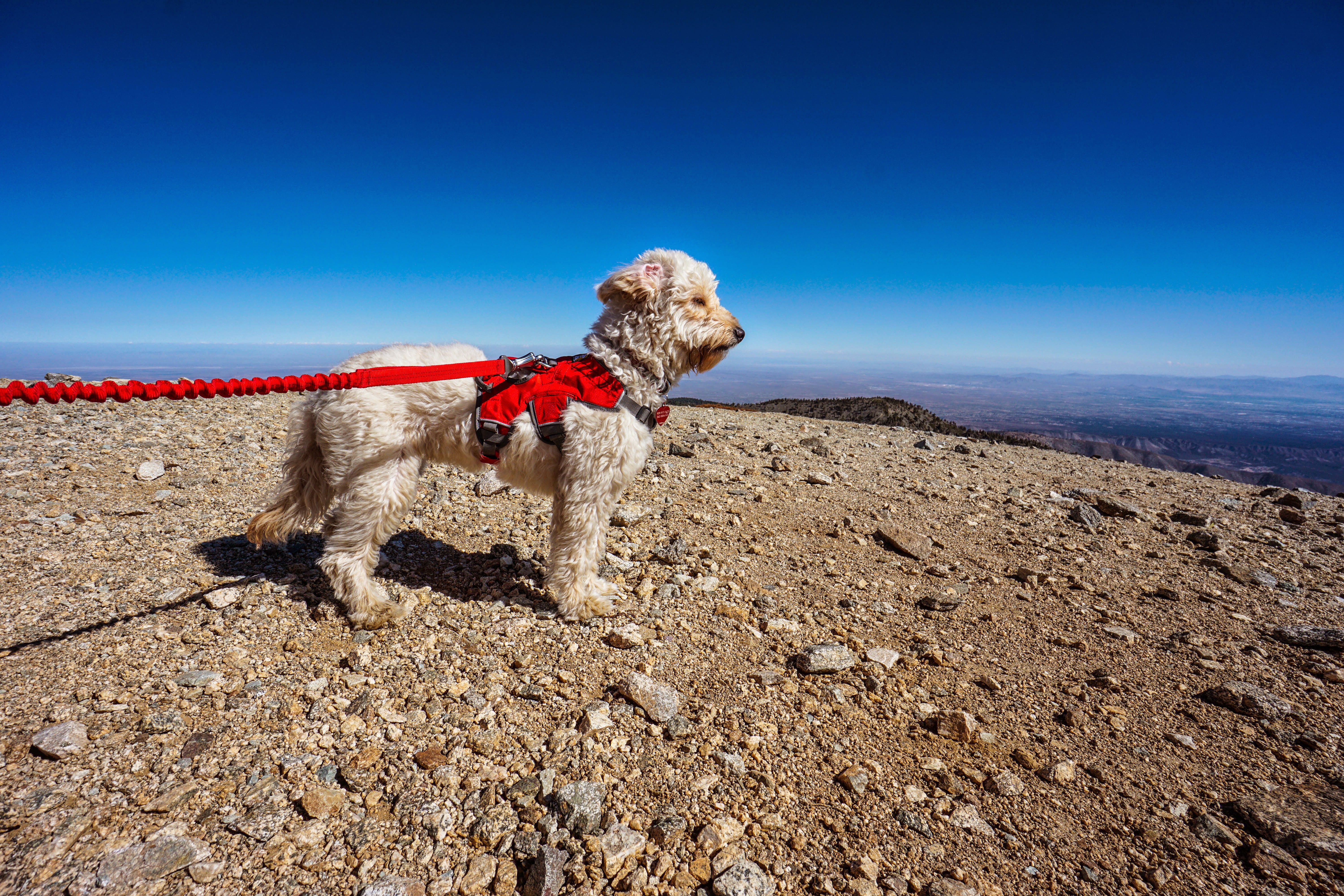 best hiking leash