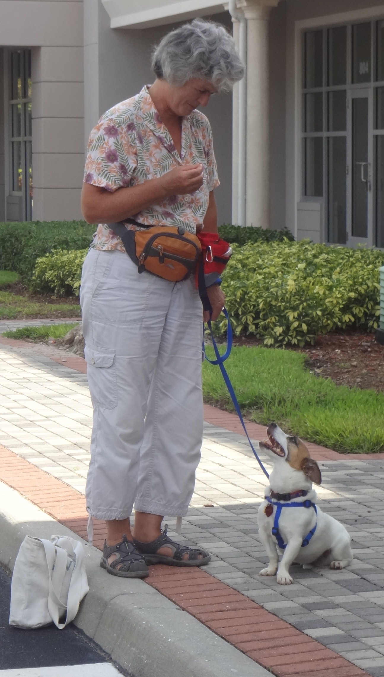 My Dog Lunges at Other Dogs Dog Training Naples Florida