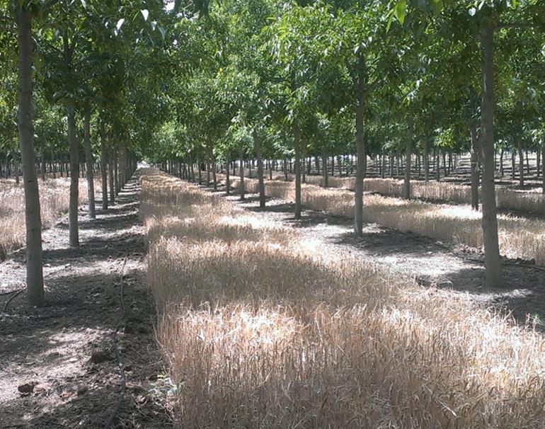 Cereal Production beneath Walnut in Spain Agroforestry training resources