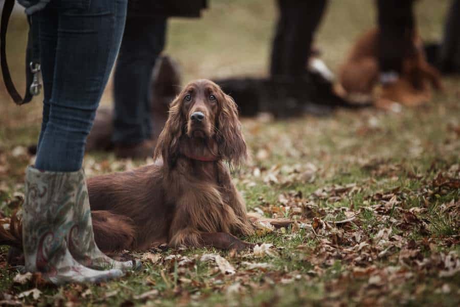 How to Give Your Dog a Command (Yes, There's a Right Way to Do It)