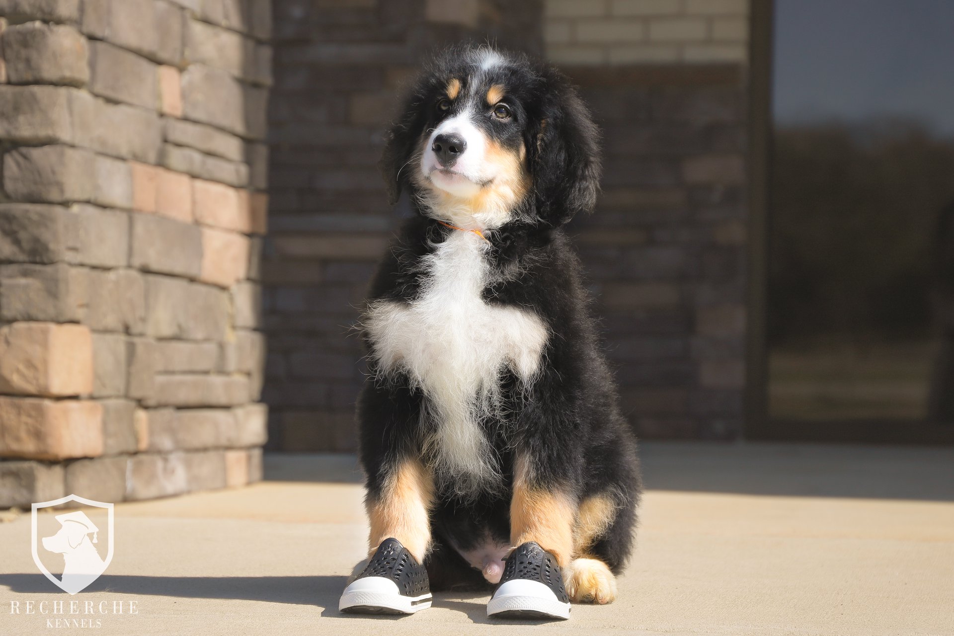 Do Bernedoodle Dogs Shed